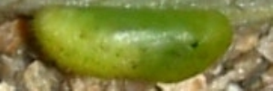 Pupae